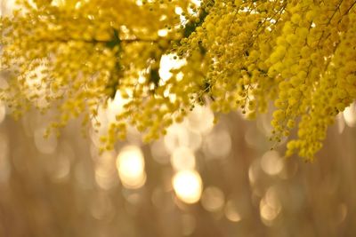 Close-up of yellow flowering plant