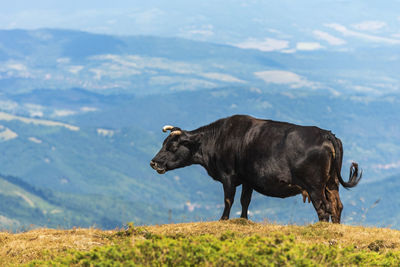 View of a horse on field