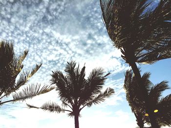 Low angle view of palm trees against cloudy sky