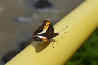 Close-up of butterfly perching on yellow leaf