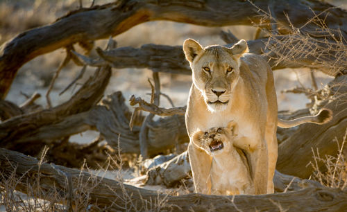 Close-up of lions