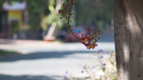 Close-up of pink flowering plant