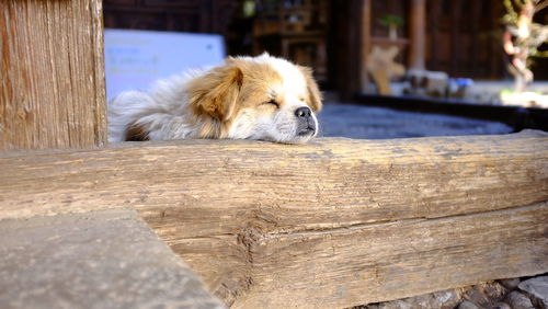 Close-up of dog
