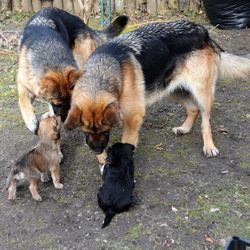 High angle view of puppy in park