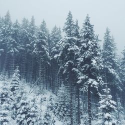 Snow covered pine trees in forest