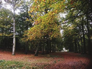 Trees in park