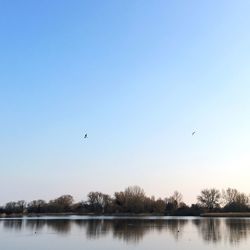 Birds flying over trees