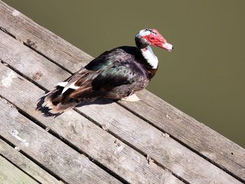 High angle view of bird perching on wood