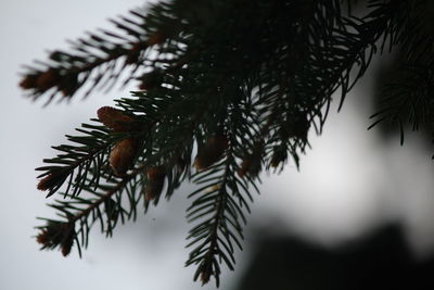 Close-up of pine tree branch against sky