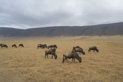 Animals grazing on field