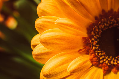 Close-up of orange flower