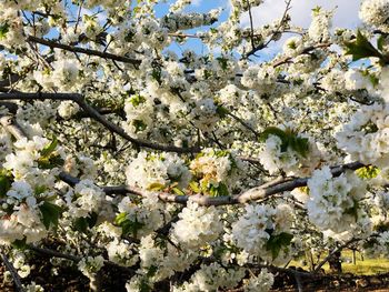 Low angle view of white flowering tree