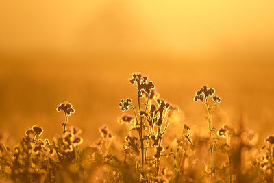 Flowering plants on field against sunligt during sunset. beautiful glowing warm golden background.