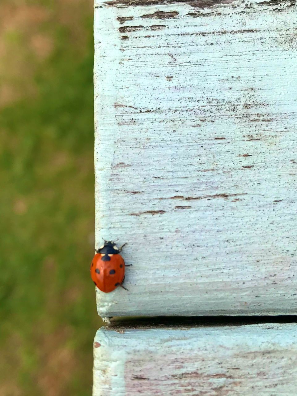 CLOSE-UP OF LADYBUG ON BLUE