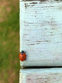 Close-up of ladybug on wood