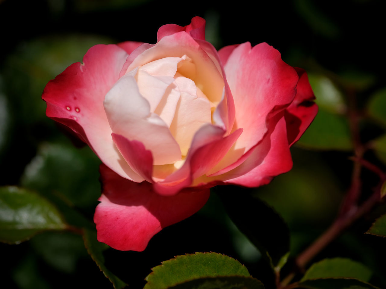 CLOSE-UP OF PINK ROSE WITH RED ROSES