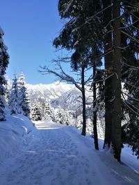 Trees on snow covered landscape