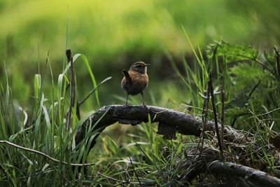 Close-up of bird perching on grass