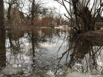 Reflection of bare trees in lake