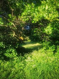 Scenic view of lake amidst trees in forest