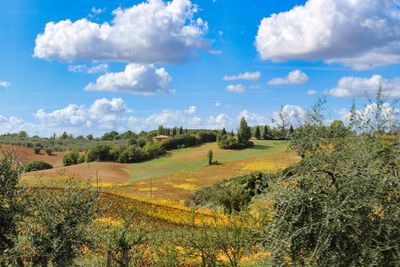 Scenic view of agricultural field against sky