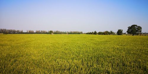 Scenic view of agricultural field against sky