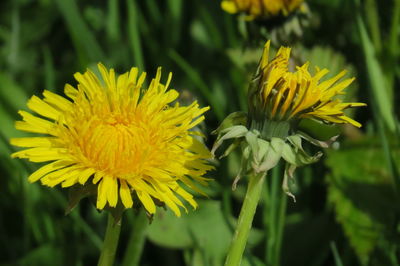 Close-up of yellow flowering plant