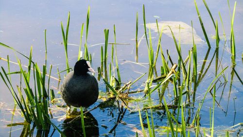 Coot perching amidst grass on lakeshore