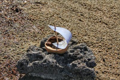 High angle view of shell on rock