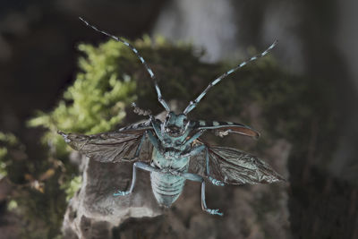 Close-up of butterfly flying