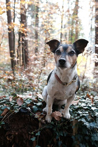 Portrait of dog in forest