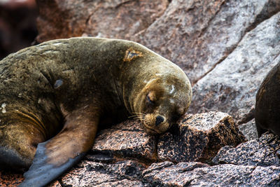 Close-up of seal