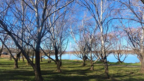 Bare trees on field against clear sky