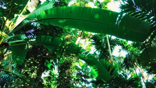 Low angle view of trees