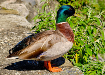 Close-up side view of a duck on rock