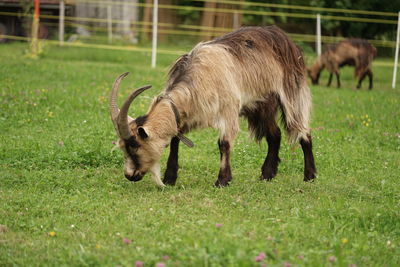 Goat grazing in a field
