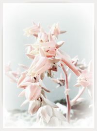 Close-up of flowers