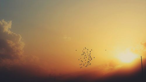 Silhouette birds flying in sky during sunset