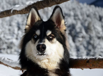 Close-up of dog during winter