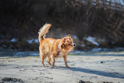 Dog walking on snow covered land