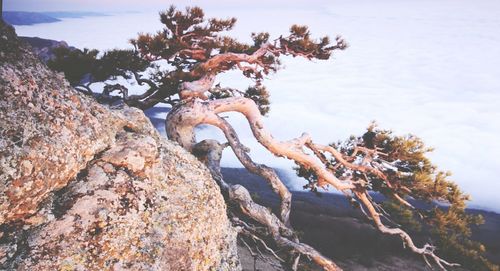 Close-up of tree branch against sky