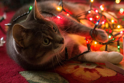 Portrait of cat on christmas tree at home