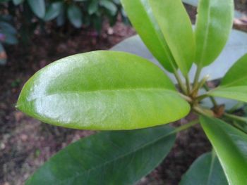 Close-up of fresh green plant