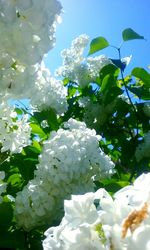 Close-up of white flowers blooming outdoors