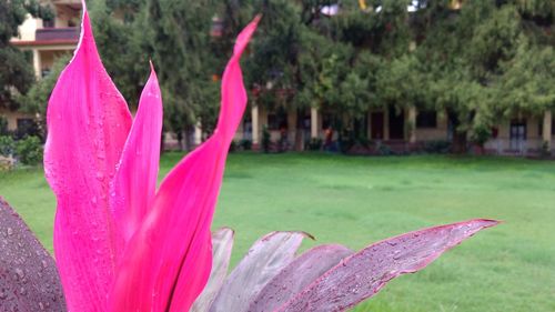 Close-up of pink flowers blooming in park