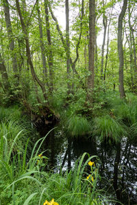 Scenic view of stream amidst trees in forest