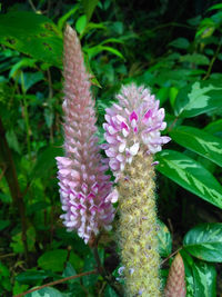 Close-up of pink flowering plant