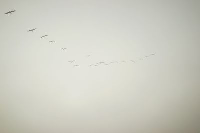 Low angle view of birds flying in sky