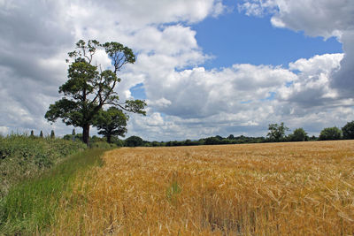 Scenic view of field against cloudy sky