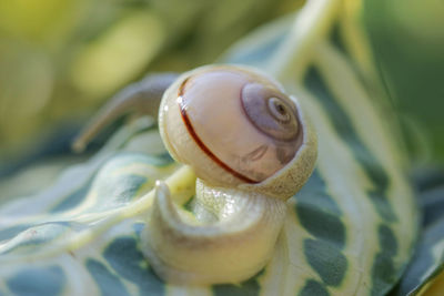 Close-up of snail